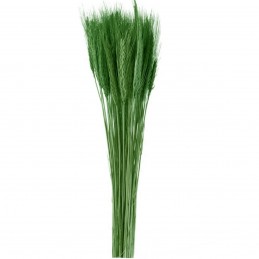 Spice de grau verde inchis 65cm, 150g
