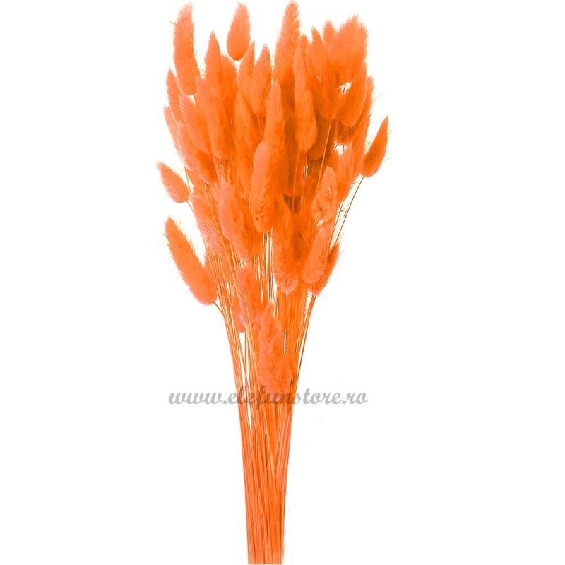 Lagurus portocaliu 60cm, 50 grame