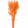 Lagurus portocaliu 60cm, 50 grame