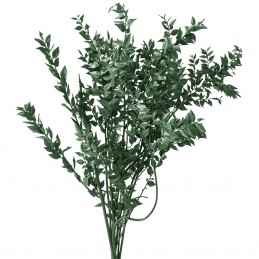 Ruscus Verde Inchis 70cm, 220g