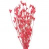 Nigella Orientale rosu 60cm, 100g