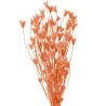 Nigella Orientale portocaliu 60cm, 100g