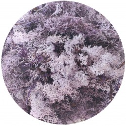 Muschi islandez mov, licheni stabilizati 250g