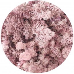 Muschi islandez roz, licheni stabilizati 250g