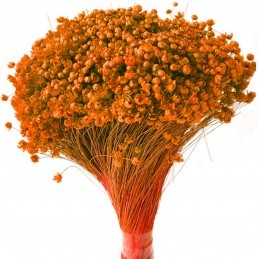 Glixia Marcela portocaliu 30cm, 75g