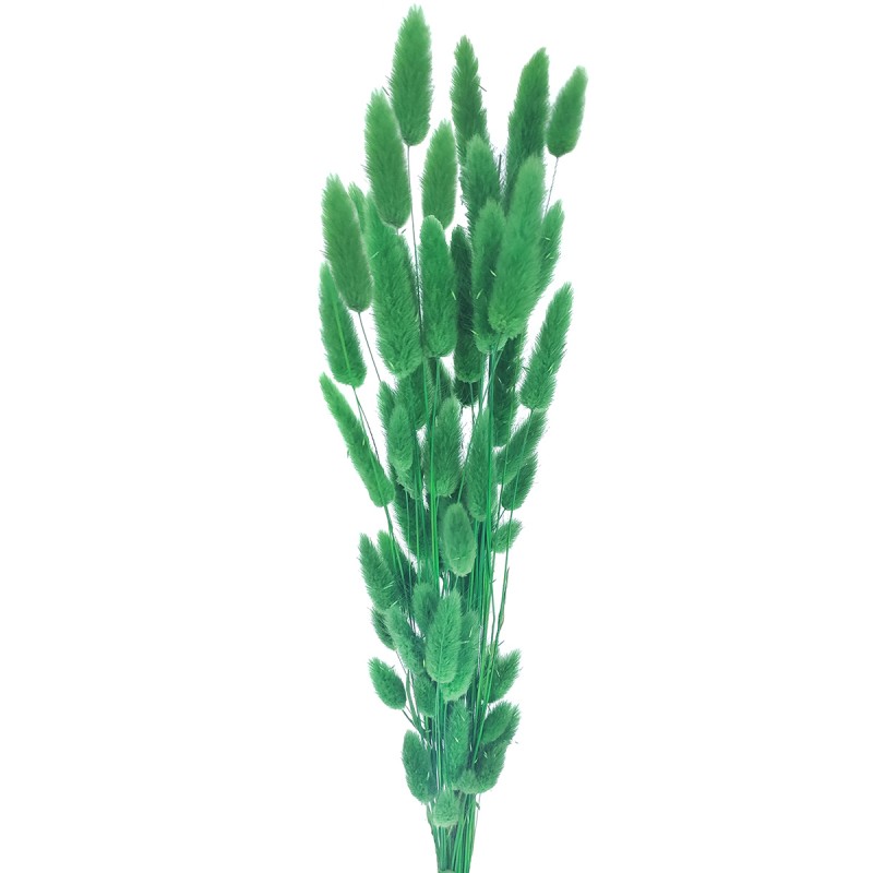 Lagurus verde inchis 60cm, 50 grame