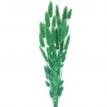Lagurus verde inchis 60cm, 50 grame