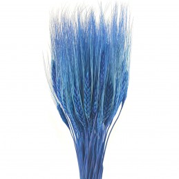 Spice de grau albastre 60cm