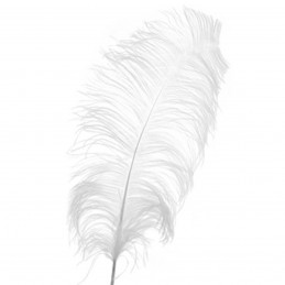 Set 5 pene de strut albe mici 15-20 cm