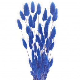 Lagurus albastru inchis 60cm, 50 grame