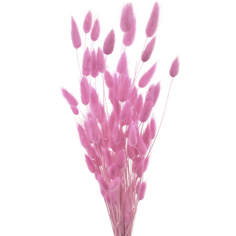 Lagurus roz standard 60cm, 50 grame