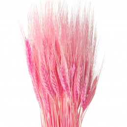 Spice de grau roz 60cm