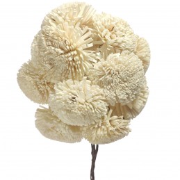 Set 10 crizanteme ming alb...