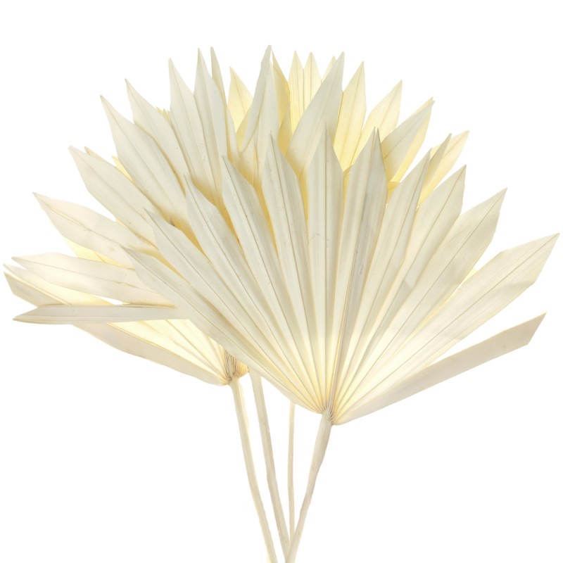 Frunze de palmier soare alb decolorat 50cm, 5buc