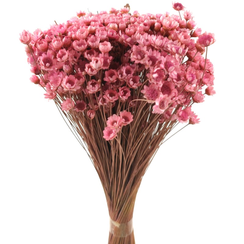 Glixia Temporona roz 35cm, 50g