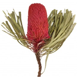 Banksia hookeriana naturala...