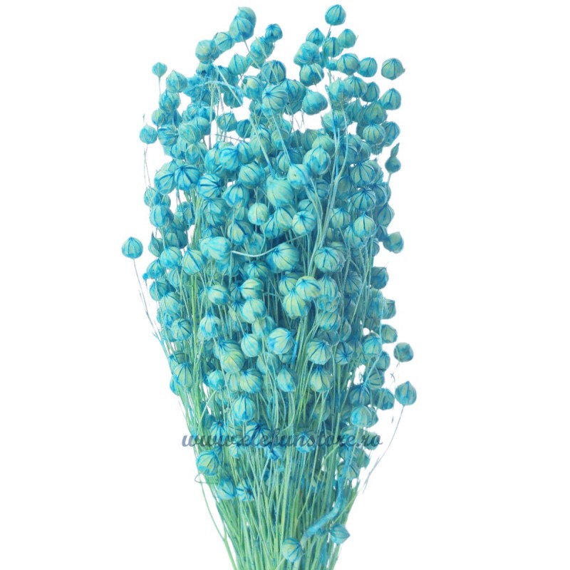 In bleu, plante uscate 60cm, 100g