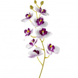Orhidee pestrita alb si mov...