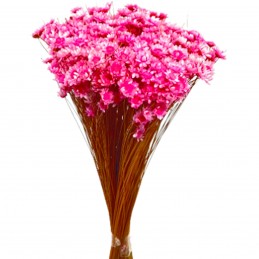 Glixia Temporona roz 35cm, 50g
