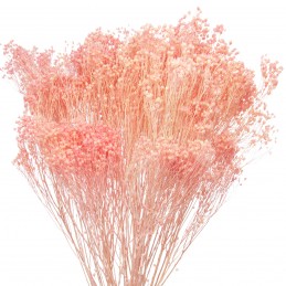 Broom Bloom roz deschis...
