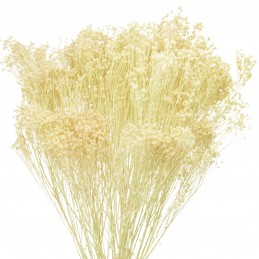 Broom Bloom alb decolorat...