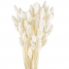 Phalaris, mei alb decolorat 45cm, 50g