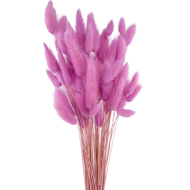 Lagurus roz-lavanda 60cm, 50 grame