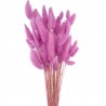 Lagurus lila-roz vintage 60cm, 50 grame