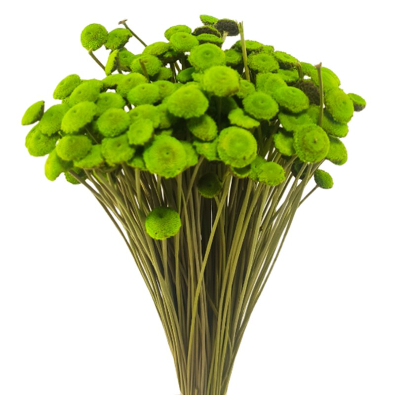 Pavao verde 45cm, buchet plante uscate 80g