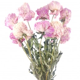 Buchet 10 bujori roz naturali uscati 50cm