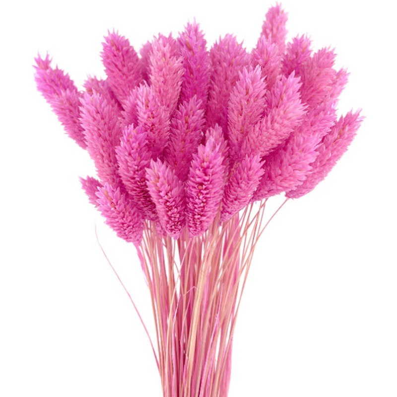 Phalaris, mei roz-lavanda 45cm, 80g