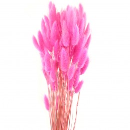 Lagurus roz flieder 60cm,...