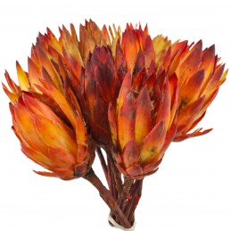 Bulbi protea rosii, set 13 plante uscate naturale 30cm