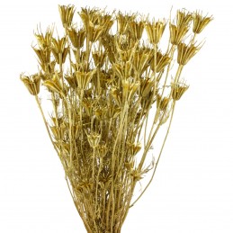 Nigella Orientale auriu 50cm, plante uscate 70g