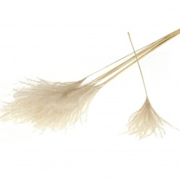 Feather Grass, plante uscate alb decolorat 15 fire