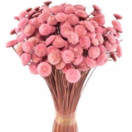 Pavao roz 45cm, buchet plante uscate 80g