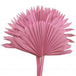 Frunze uscate de palmier soare roz vintage 50cm, 4buc