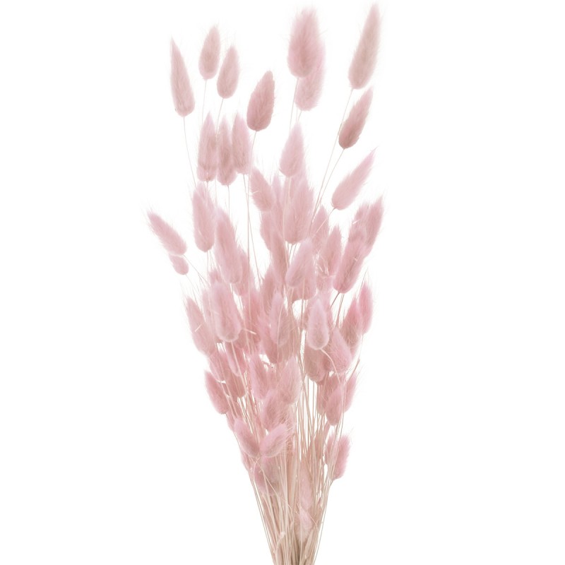 Lagurus roz deschis 60cm, 50 grame
