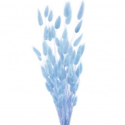 Lagurus bleu 60cm, 50 grame