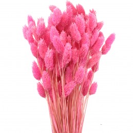 Phalaris, mei roz flieder 45cm, 80g