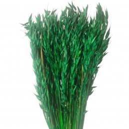 Ovaz verde inchis 60cm, plante uscate 150g