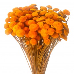 Pavao portocaliu 45cm, flori uscate 80g