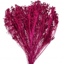 Broom Bloom Burgundy 60cm,...